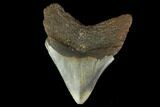 Fossil Megalodon Tooth - North Carolina #131576-2